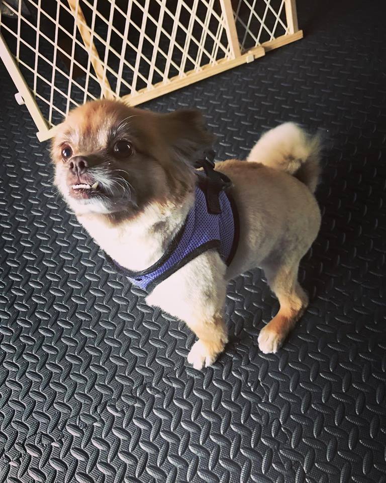 Ginger Our Rescue, Our Pet Therapist